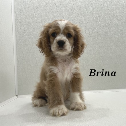 puppy, for, sale, Cocker Spaniel, Joe & Cherri  Overlease, dog, breeder, Miller, MO, dog-breeder, puppy-for-sale, forsale, nearby, find, puppyfind, locator, puppylocator, aca